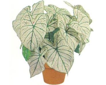 Каладиум бял (Caladium candidum)