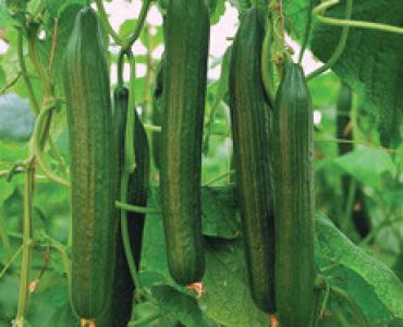 краставици Мулхасен F1