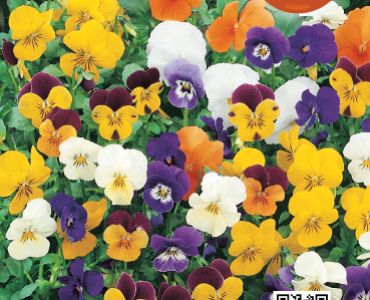 Теменуга мини микс`SG