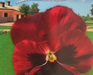 теменуга Тъмно червена