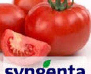 домати Т47821 F1