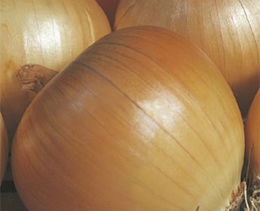 лук Денсити 4`SG