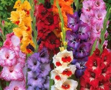 гладиоли Микс (без снимка) 25 бр.