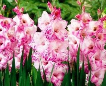 Гладиол My love