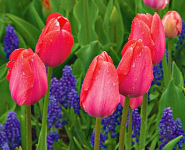 лале Various Van Eijck