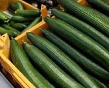 краставици Флориаде F1