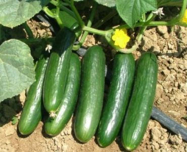 Краставица Тропикъл Слайсър F1