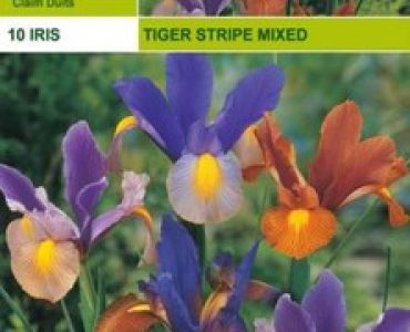 Ирис - Iris Hоllandica Tiger Stripe (пакет - 10 луковици)