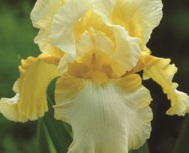 Ирис Germanica yellow/white