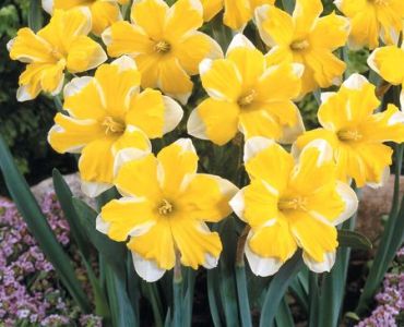 Нарцис Split-corona Cassata