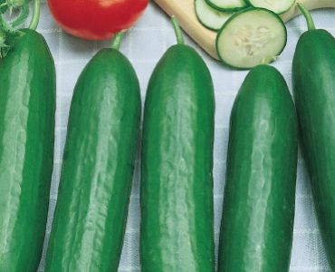 краставици Beth Alpha`SG