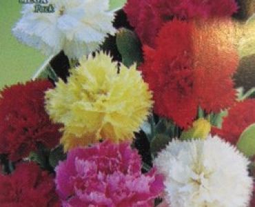 Карамфил Шабо (микс)