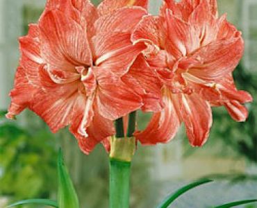 Амарилис кичест (Amaryllis Hippeastrum) Lady Jane