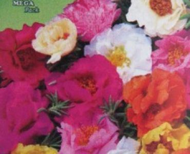 Калдъръмче - кичесто