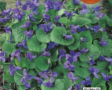 Теменуга Мамола`SG