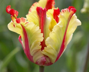 лале Parrot Texas Flame