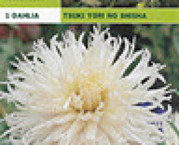 далия Tsuki Yori no Shisha