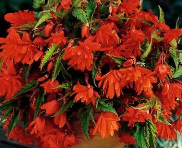 бегония pendula Orange
