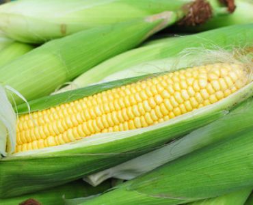 захарна царевица Sunrise F1