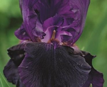 Ирис Germanica lila/blue