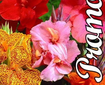 Канна микс (пакет)