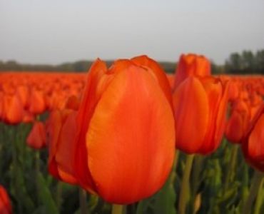 лале Various Orange Cassini