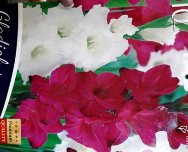 Гладиоли Red/White