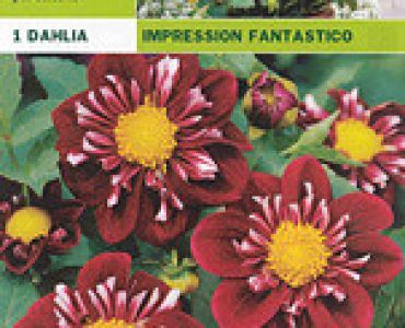 далия ниска Impression Fantastico