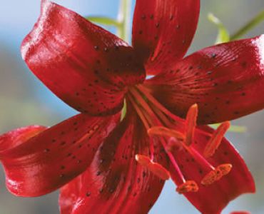 лилиум тигров Червен