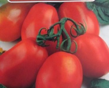 домати Рома