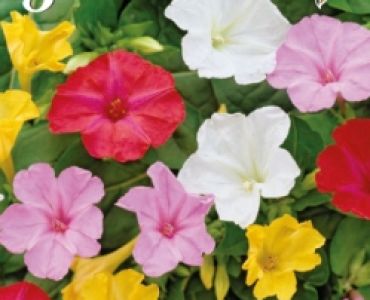 Мирабилис-ден и нощ (пакет)