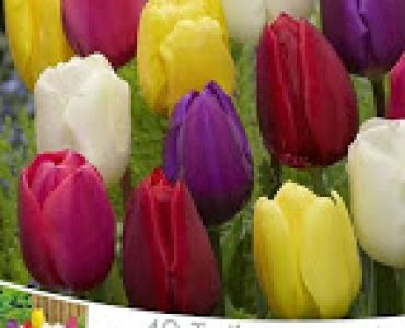 лалета класически микс (пакет- 40 луковици)