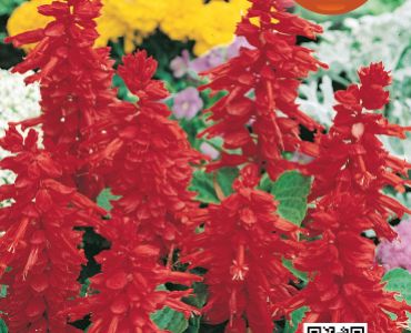 Салвия - пламъче (високо)