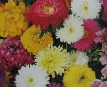 Цветен микс от летни цветя