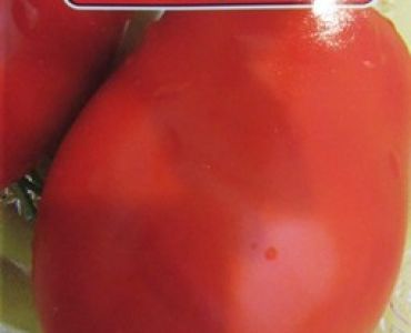 домати Рио Фуего