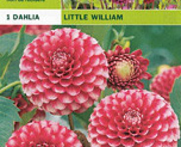далия pompon Little William