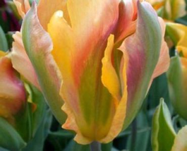 лале Viridiflora Golden Artist