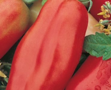 домати Скаталон 3`SG