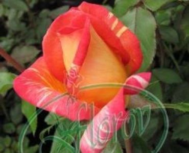 Облагородена храстовидна роза Флоров: Каталожен номер 02