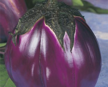 патладжан Кръгъл Sg