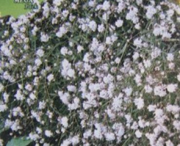 Гипсофила Елеганс
