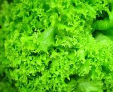 салата Ноазет F1