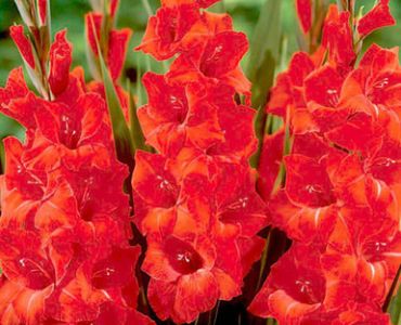 гладиол Victor Borge