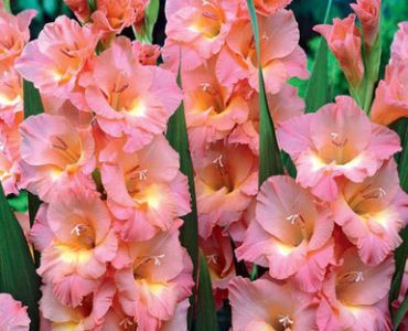 гладиол Praha