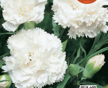 Карамфил Шабо Бял`SG