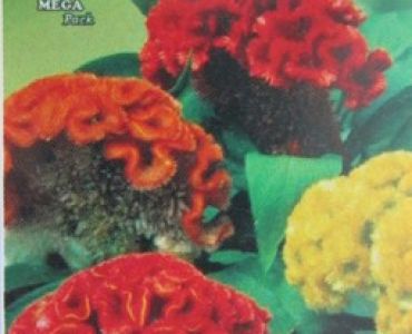 Целозия - петльов гребен