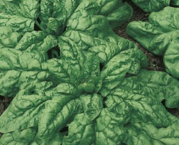 спанак Матадор SG