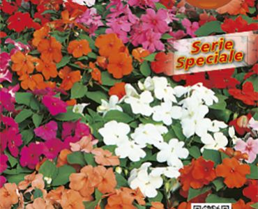 Импасианс - циганче`SG