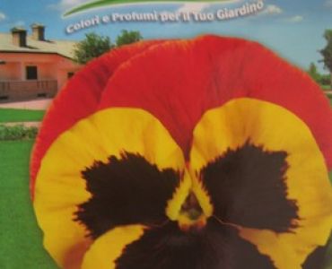 теменуга Червена с жълто