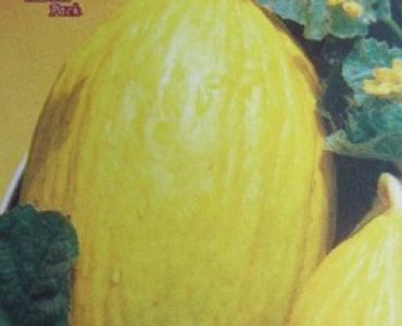 пъпеш Хуан Канари